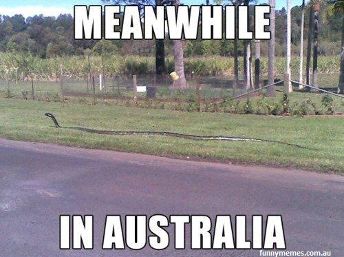meanwhile-in-australia-new-meme.jpg